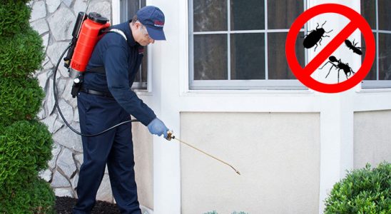 Kurucaşile Pire İlaçlama böcek ilaçlama ve haşere kontrolü — ilaclama-tr.com